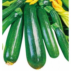 COURGETTE VERTE