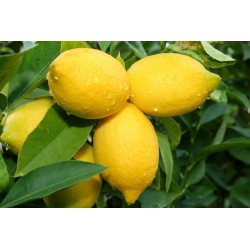 LOT CITRON X3