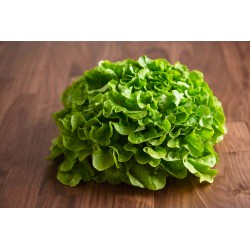 SALADE FEUILLE DE CHÊNE VERTE