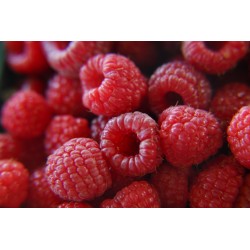 FRAMBOISE